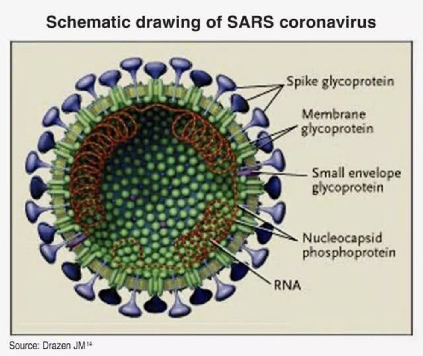 新冠病毒是不是SARS呢？了解下冠狀病毒分類